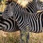 Hindi-Speaking Kenya Safari: 7-Day Itinerary and Costs -- Photo by G N on Pexels