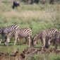 Kenya Safari Kannada Speakers: 7-Day Easy Plan -- Photo by Magda Ehlers on Pexels