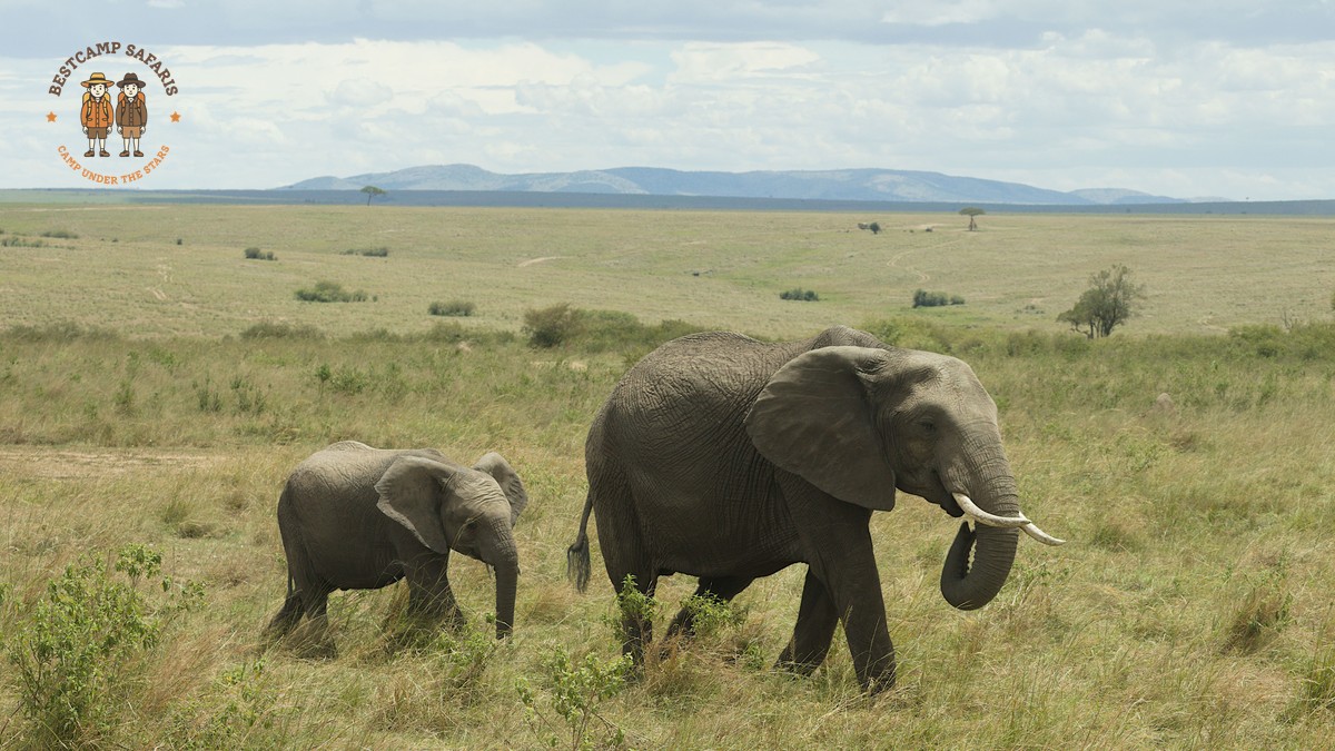 Kenya Safari Malaria Medication: Advice You Need Before You Go - photo 2