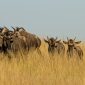 Kenya Safari March April Weather: Roads and Wildlife