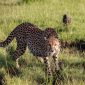 8 Kenya Safari Myths Debunked and Misconceptions