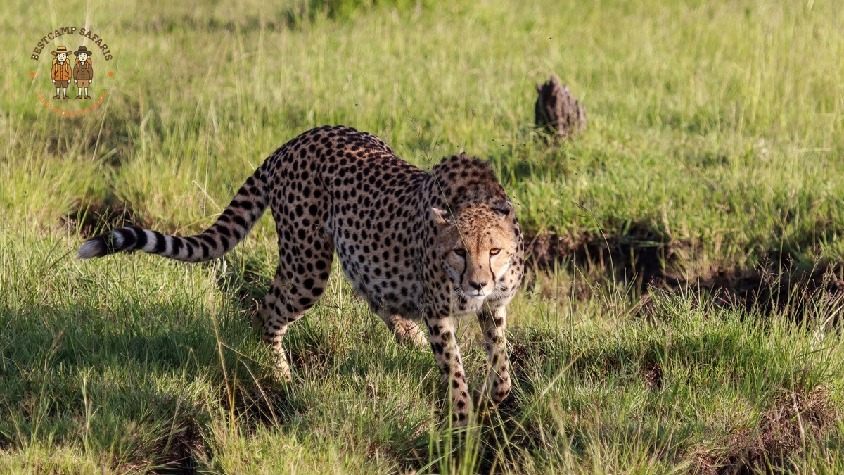 8 Kenya Safari Myths Debunked and Misconceptions