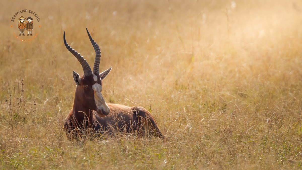 8 Kenya Safari Myths Debunked and Misconceptions - photo 1