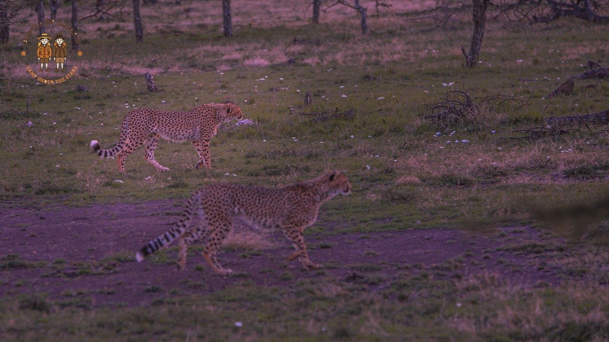 8 Kenya Safari Myths Debunked and Misconceptions - photo 2