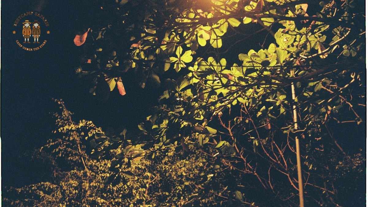 Kenya safari nocturnal animals guide: 9 Night Species -- Photo by Uyen Nguyen on Pexels