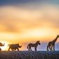 Kenya Safari Park Combinations: Routes That Make Sense
