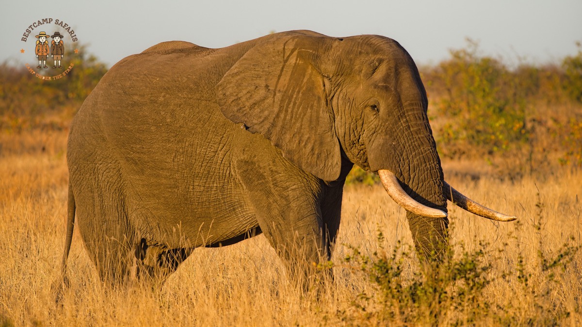 Kenya Safari Park Combinations: Routes That Make Sense - photo 1