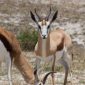 Kenya Safari Planning Guide for Czech Speakers