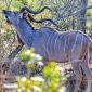 Kenya Safari for Polish Speaking Travelers: 7-Day PLN Costs -- Photo by Philippe Alamazani on Pexels