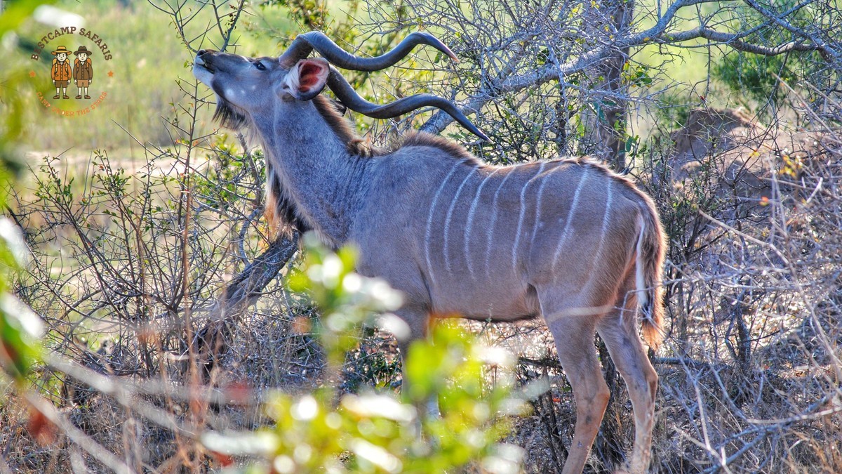 Kenya Safari for Polish Speaking Travelers: 7-Day PLN Costs -- Photo by Philippe Alamazani on Pexels