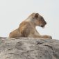 Kenya Safari in Portuguese: Costs, Guides, and Routes -- Photo by Christophe B. on Pexels