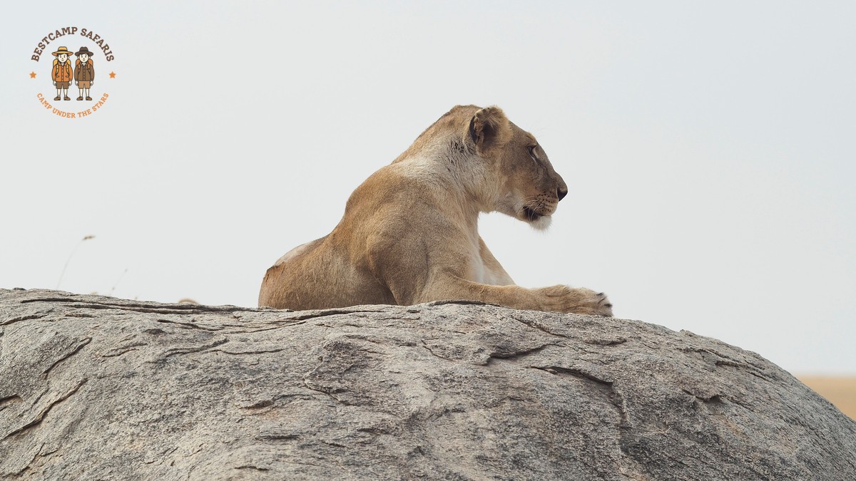 Kenya Safari in Portuguese: Costs, Guides, and Routes -- Photo by Christophe B. on Pexels