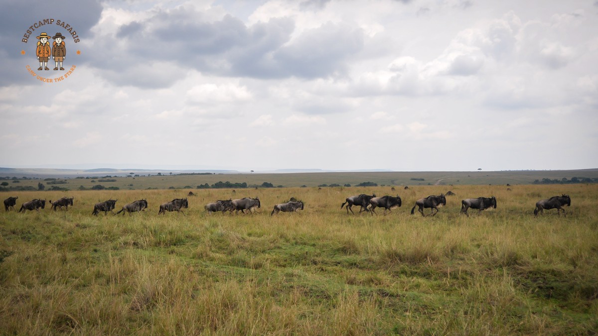 Kenya Safari Price Ranges: $150-$1,500 Per Day in 2026 - photo 2