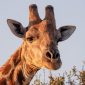 Kenya Safari Responsible Souvenirs: Buy With Purpose -- Photo by Magda Ehlers on Pexels