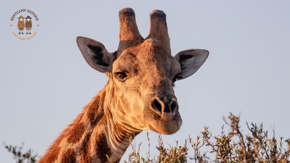 Kenya Safari Responsible Souvenirs: Buy With Purpose -- Photo by Magda Ehlers on Pexels