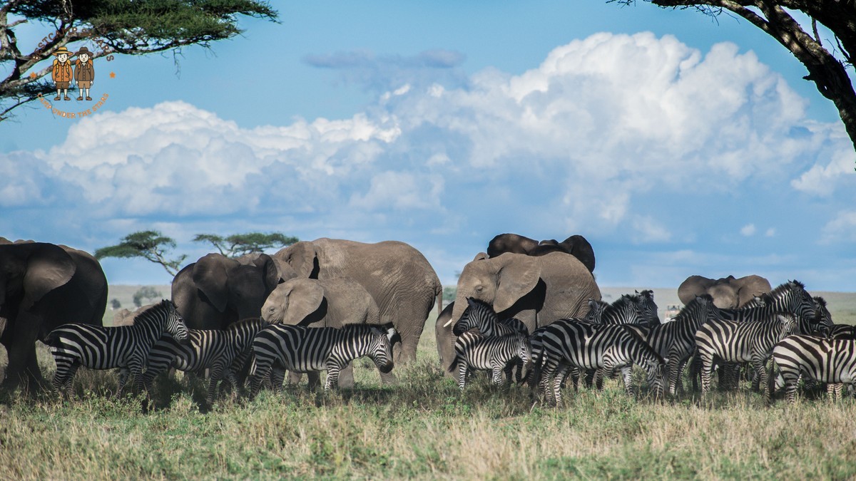 Kenya Safari Shoulder Season Value: 2026 Price Guide