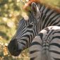kenya safari for spanish speaking travelers: 7-Day Plan -- Photo by Laura Alessia on Pexels