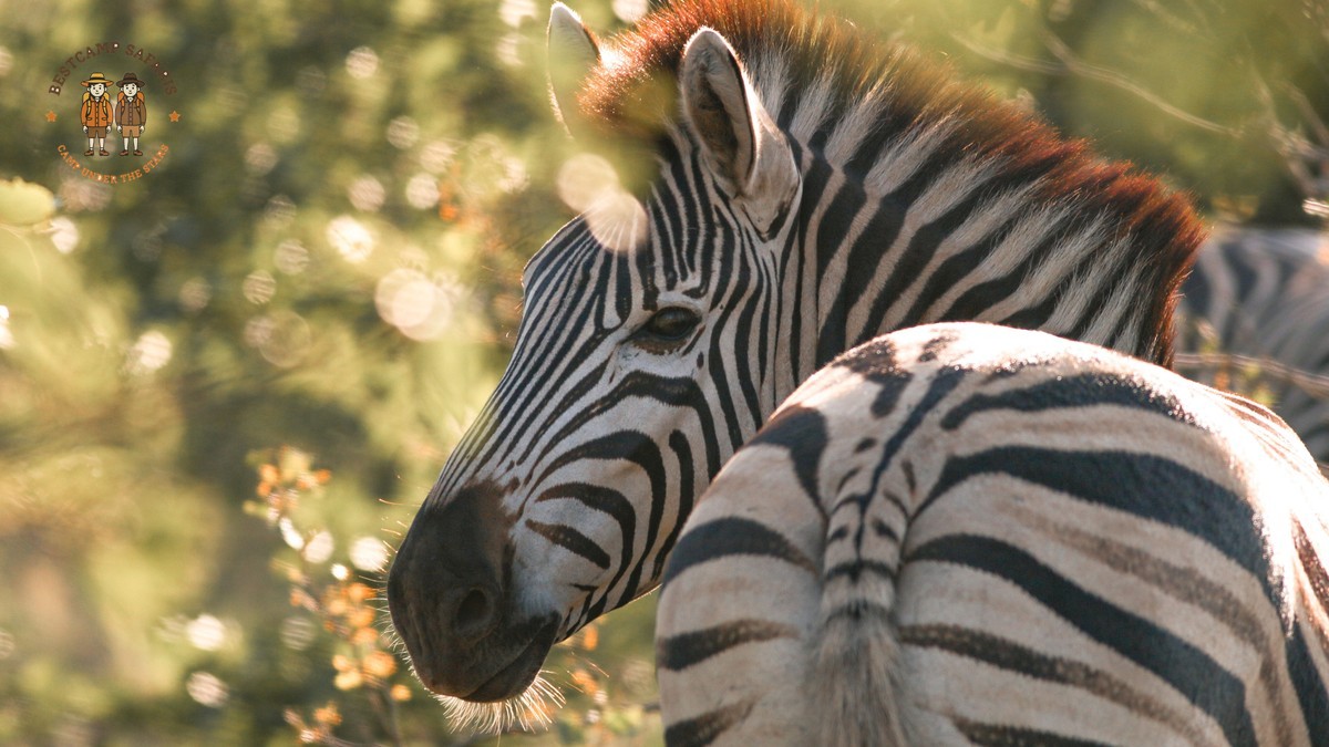 kenya safari for spanish speaking travelers: 7-Day Plan -- Photo by Laura Alessia on Pexels