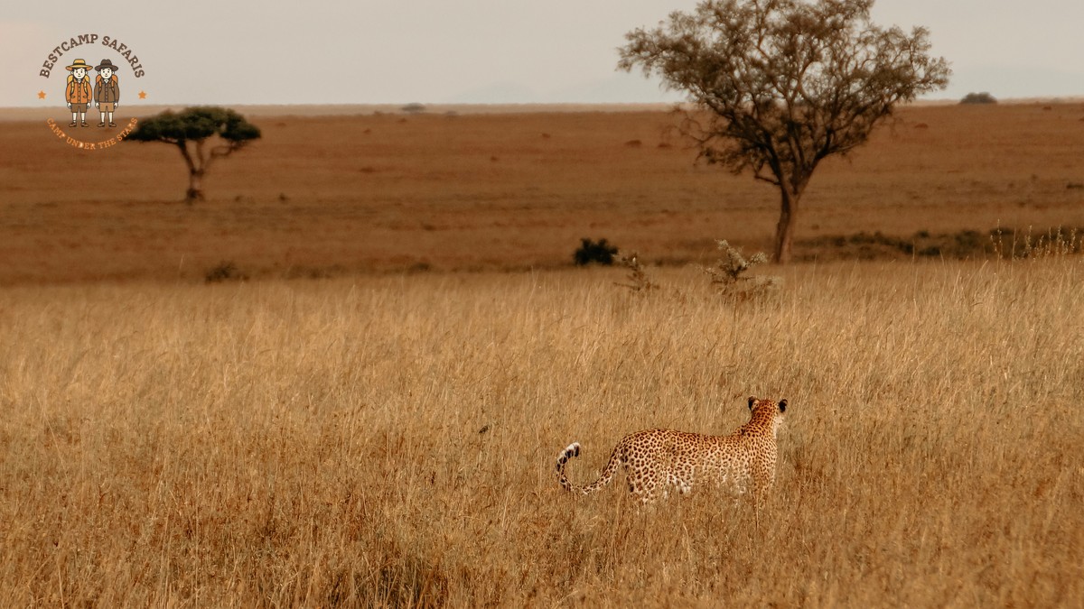 kenya safari for spanish speaking travelers: 7-Day Plan - photo 1