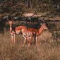 Kenya Safari for Tamil Speakers: 7-Day Easy Planning -- Photo by Lloyd Douglas on Pexels