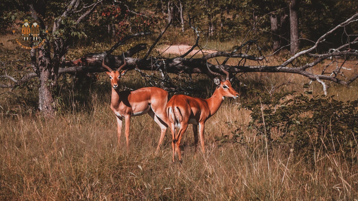 Kenya Safari for Tamil Speakers: 7-Day Easy Planning -- Photo by Lloyd Douglas on Pexels