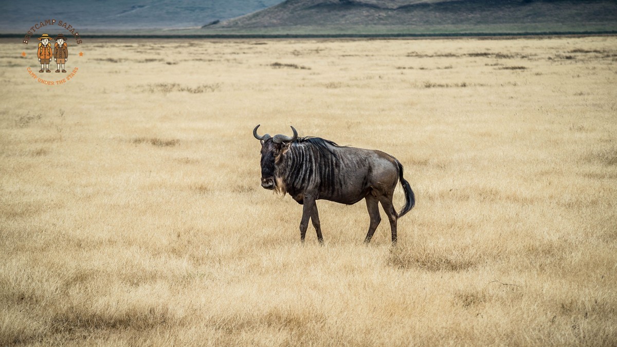 Kenya Safari for Turkish-Speaking Travelers: Costs & eTA -- Photo by Alexandra Karnasopoulos on Pexels