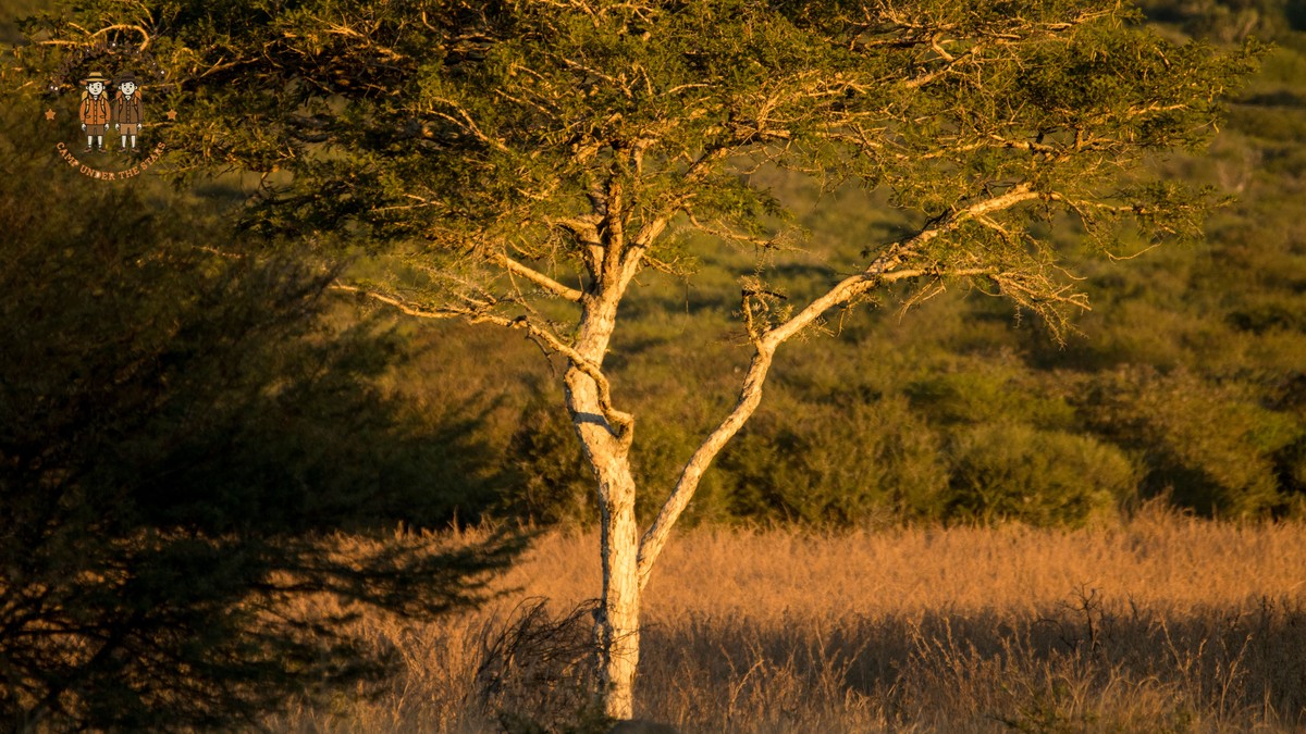 Kenya Safari for Turkish-Speaking Travelers: Costs & eTA - photo 1