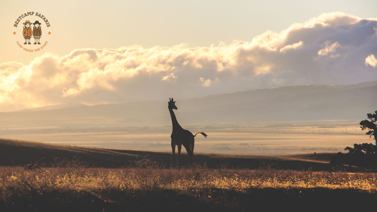 Kenya Safari Wedding Proposal Ideas: A Dreamy Surprise - photo 1