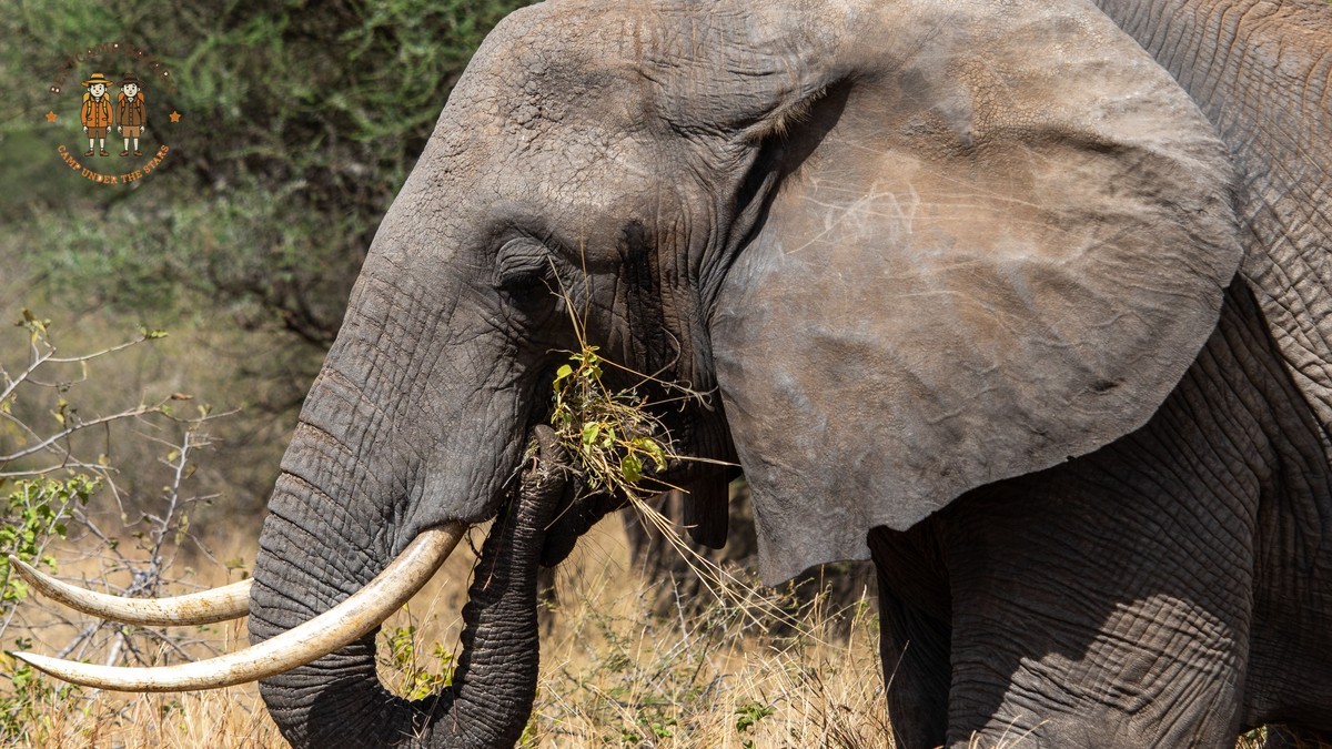 Kenya Wildlife Conservation Success Stories You Can Visit