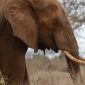 Laikipia Conservancy Mobile Camp: What to Expect