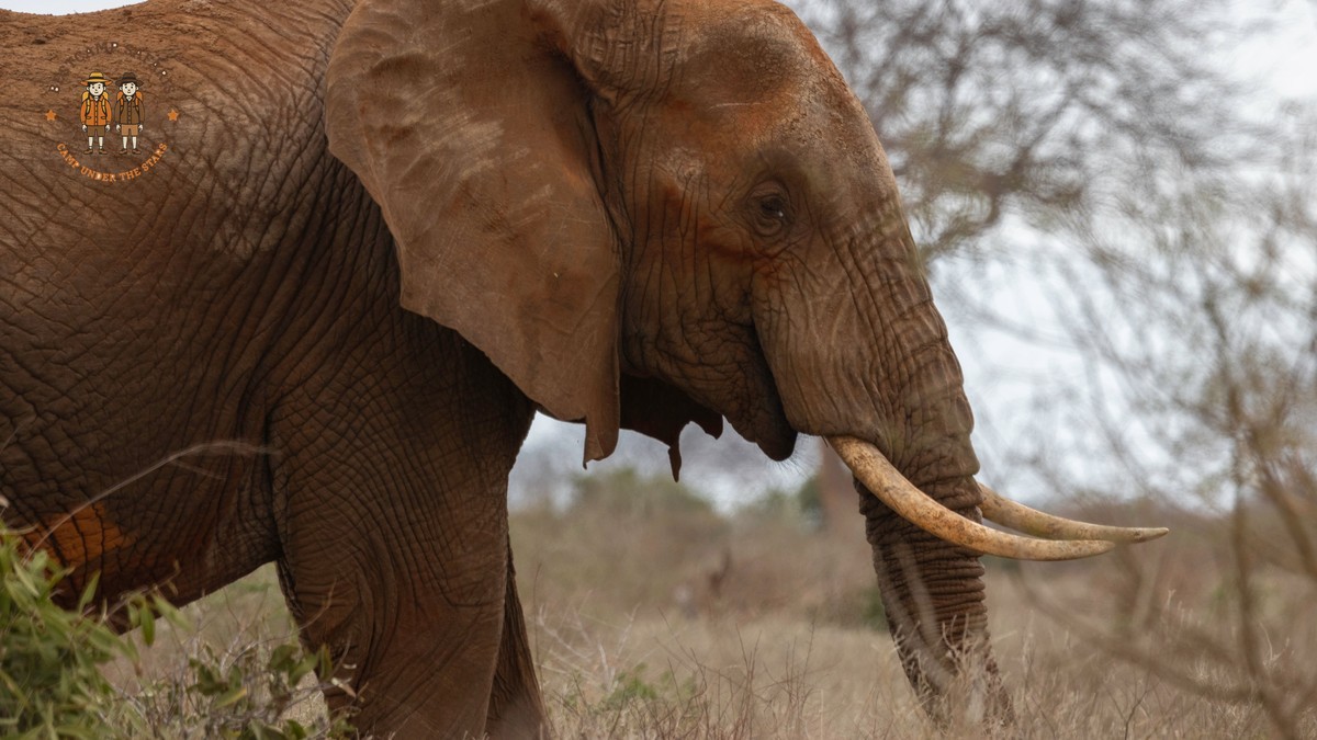 Laikipia Conservancy Mobile Camp: What to Expect