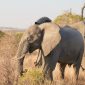 Laikipia Plateau Conservancies Guide: A First Safari
