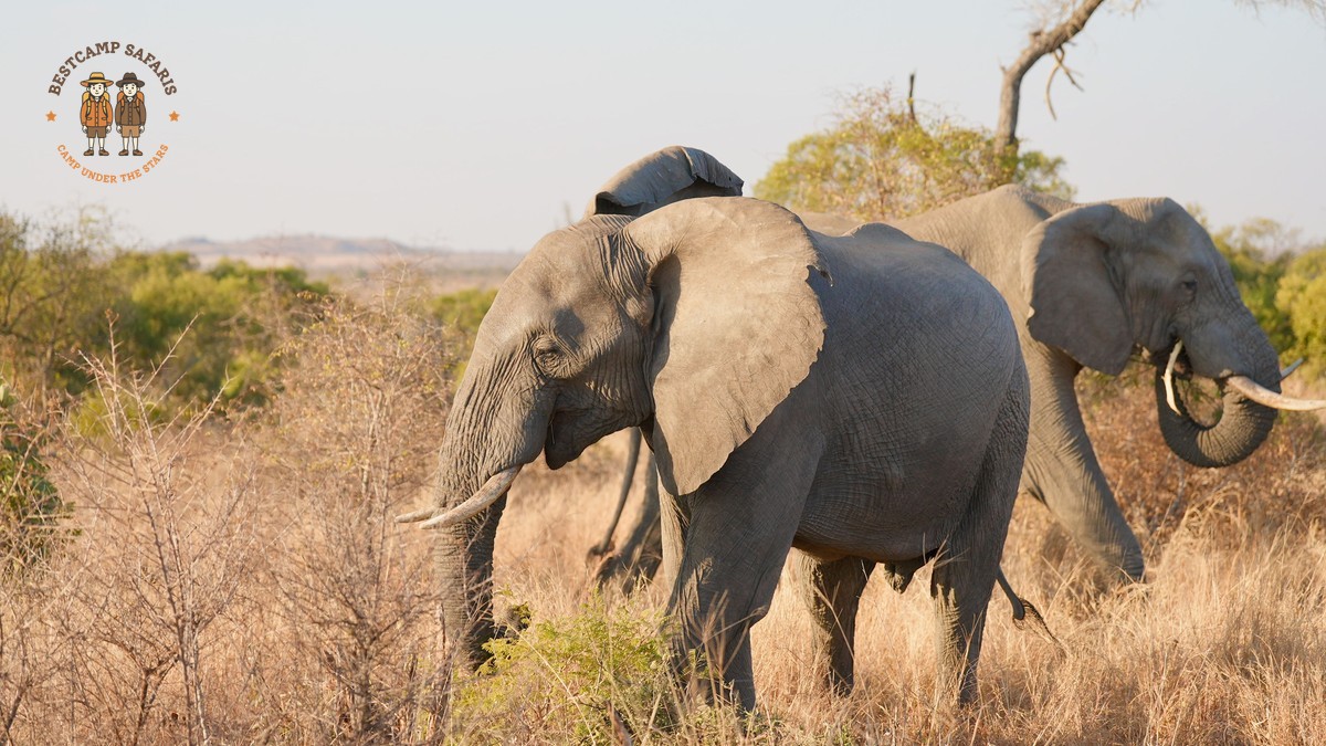 Laikipia Plateau Conservancies Guide: A First Safari