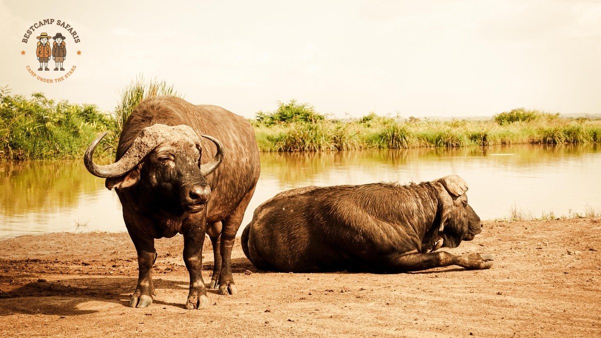 Laikipia Plateau Conservancies Guide: A First Safari - photo 2