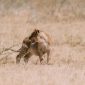 Laikipia Rain vs Mara Season: Why It Stays Drier