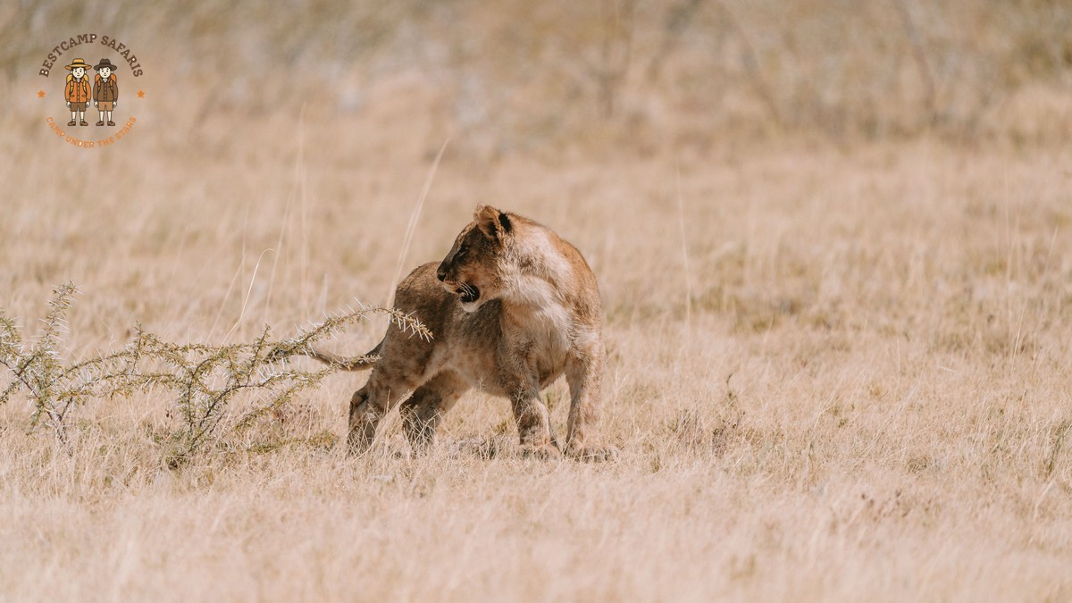 Laikipia Rain vs Mara Season: Why It Stays Drier