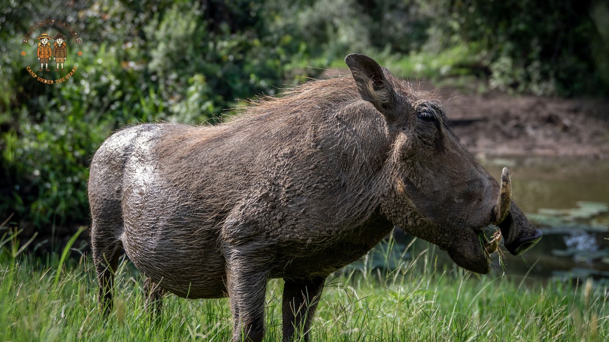 Laikipia Rain vs Mara Season: Why It Stays Drier - photo 2