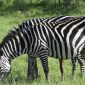 Laikipia vs Samburu Safari: Which Should You Choose?