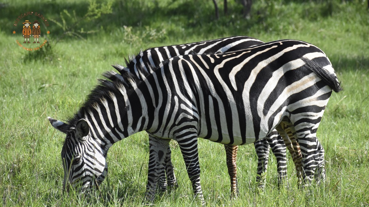 Laikipia vs Samburu Safari: Which Should You Choose?