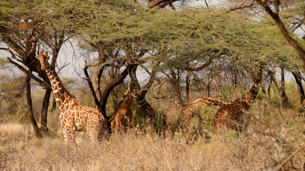 Laikipia vs Samburu Safari: Which Should You Choose? - photo 1