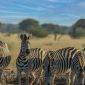 Land Cruiser vs Safari Van: Kenya Comparison Guide
