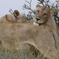 Lion Pride Territory Dynamics in the Masai Mara