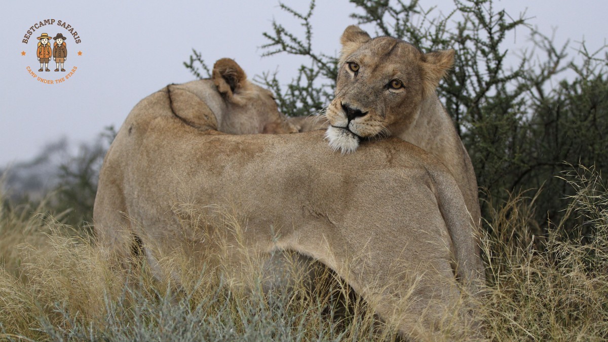Lion Pride Territory Dynamics in the Masai Mara