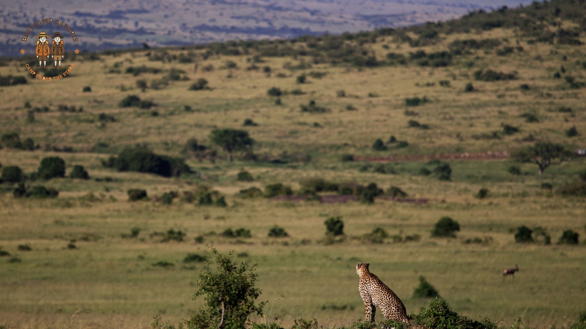 Lion Pride Territory Dynamics in the Masai Mara - photo 1