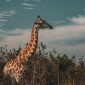How Long Can Children Stay in Vehicles: Safe Safari Stops -- Photo by Paulo gustavo Modesto on Pexels
