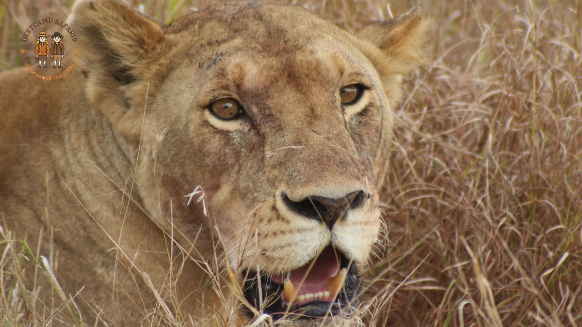 How Long Can Children Stay in Vehicles: Safe Safari Stops - photo 2