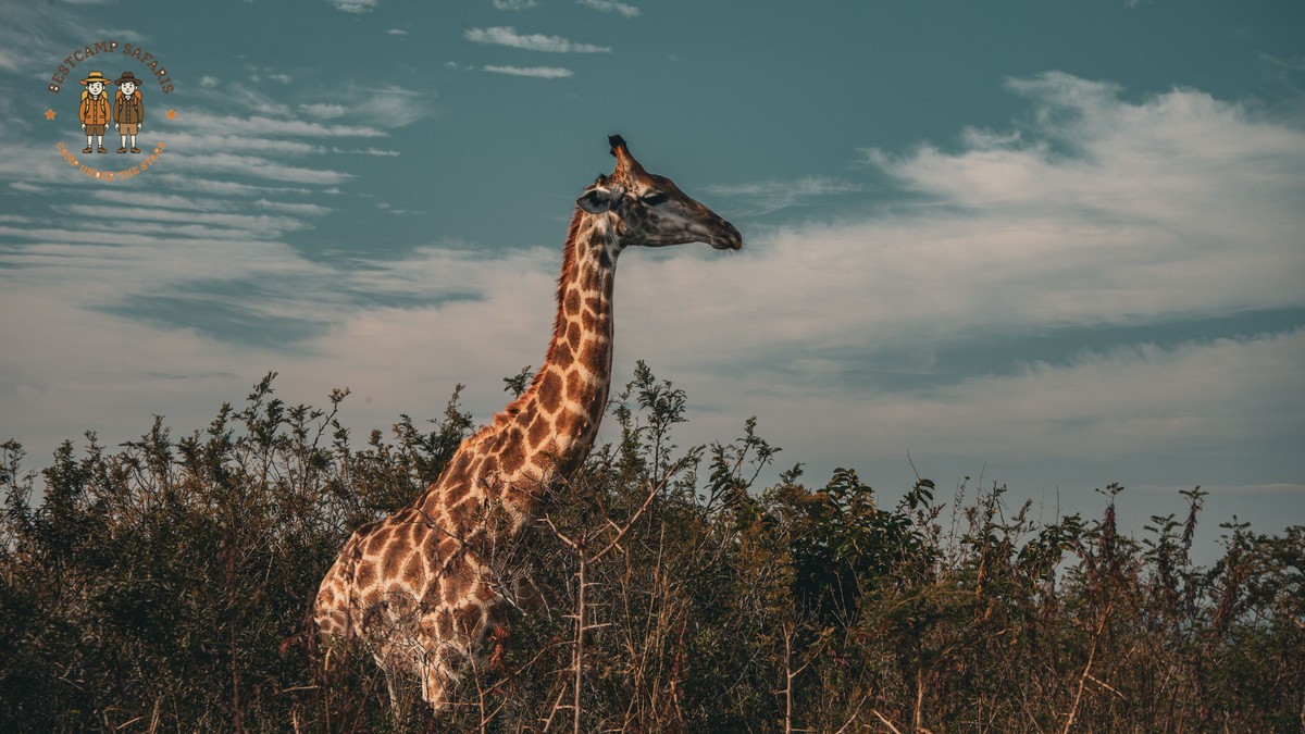 Luo Speaking Travelers Kenya Safari: Heritage & Wildlife