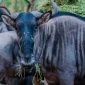 Maasai Mara How Early Book Migration: 12-Month Plan -- Photo by Frans van Heerden on Pexels