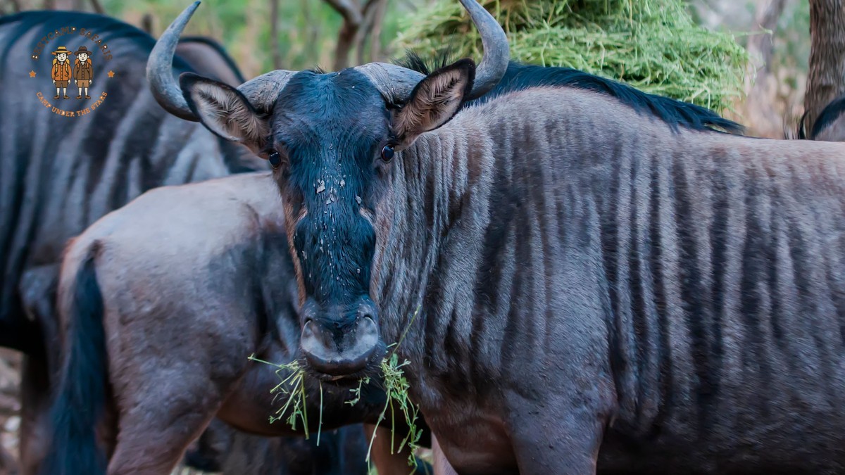 Maasai Mara How Early Book Migration: 12-Month Plan -- Photo by Frans van Heerden on Pexels