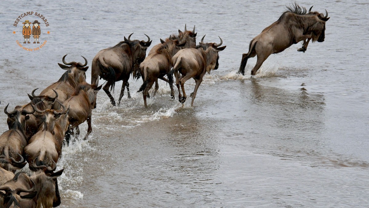 Maasai Mara How Early Book Migration: 12-Month Plan - photo 1